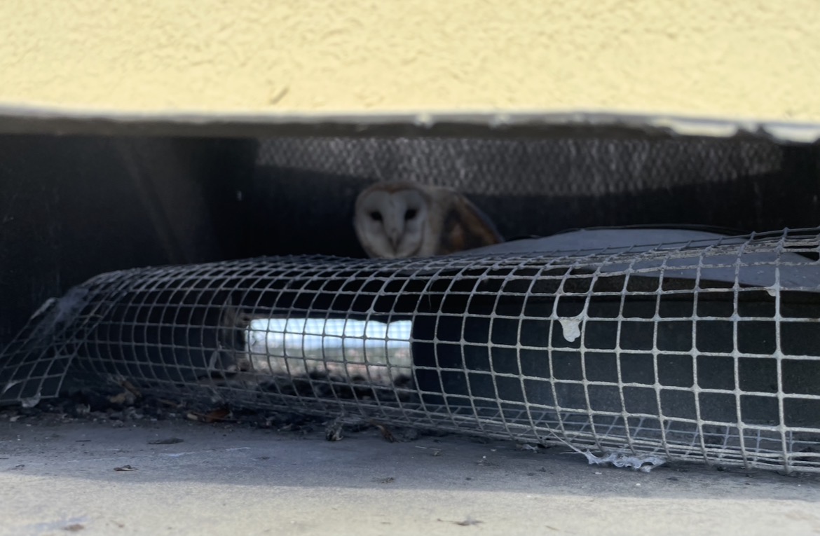 chimney cleaning in south OC, owl found